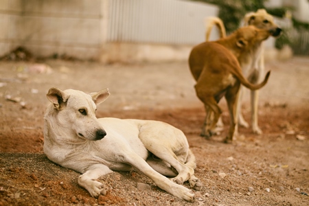 Stray street dogs on road in urban city