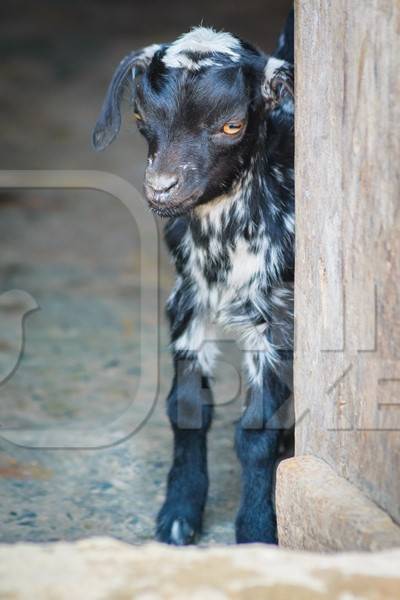 Small cute black and white baby goat