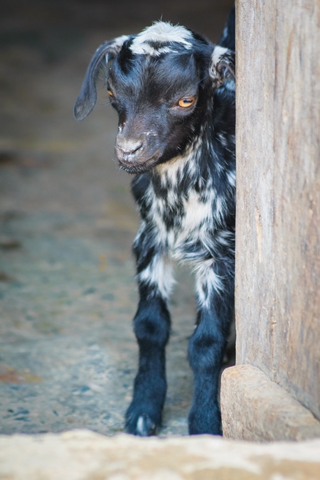 Small cute black and white baby goat