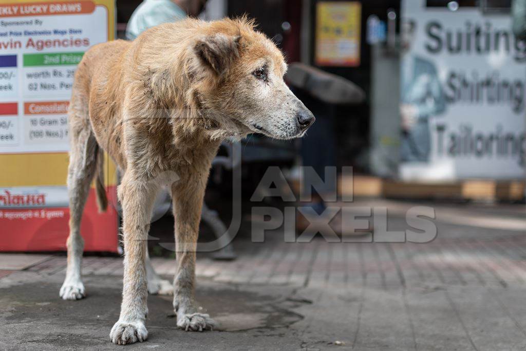 Old Indian street dog  or stray pariah dog on the road in the urban city of Pune, India, 2022