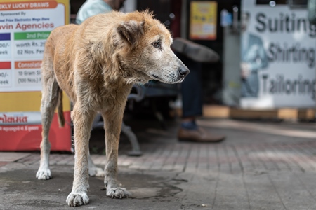 Old Indian street dog  or stray pariah dog on the road in the urban city of Pune, India, 2022