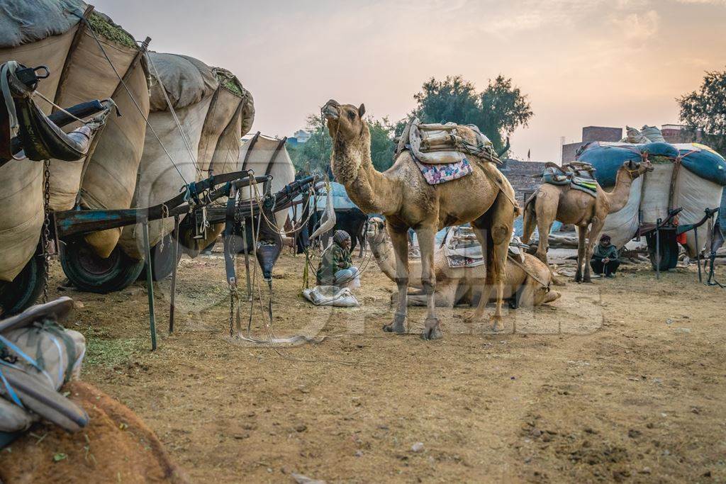 Working camels used for animal labour in Bikaner in Rajasthan