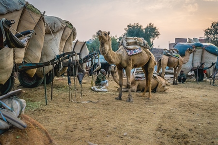 Working camels used for animal labour in Bikaner in Rajasthan