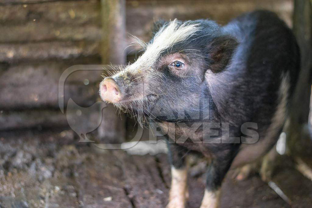 Solitary farmed Indian pig kept in muddy wooden pigpen on a rural pig farm in Nagaland, Northeast India, 2018