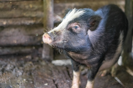 Solitary farmed Indian pig kept in muddy wooden pigpen on a rural pig farm in Nagaland, Northeast India, 2018