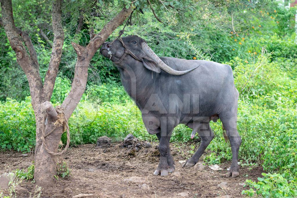 Large Indian male buffalo bull tied up to to a tree crying in pain from the nose rope on Indian buffalo dairy farm in Pune, India