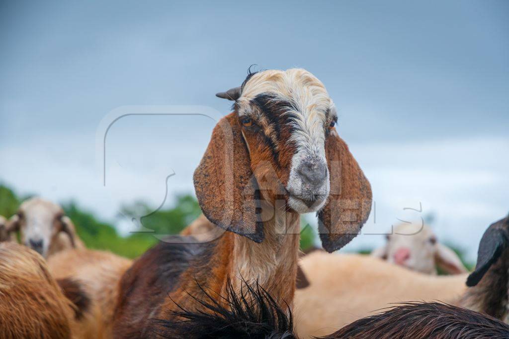 Faces of Indian goats and sheep in a herd in field in Maharashtra in India