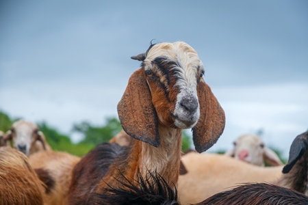 Faces of Indian goats and sheep in a herd in field in Maharashtra in India