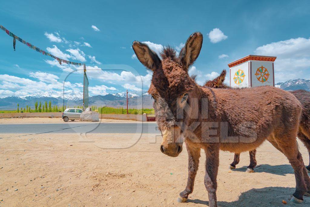 Indian donkeys in the Himalayan mountains in Ladakh in India