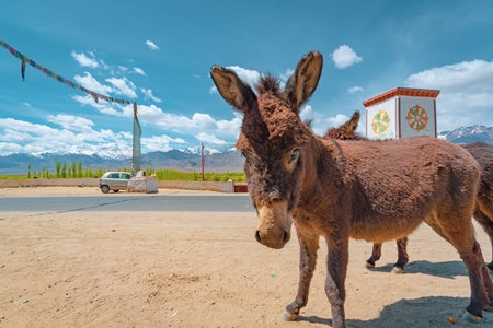 Indian donkeys in the Himalayan mountains in Ladakh in India