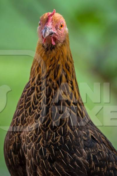 Free range brown chicken in a rural village in Bihar in India with green field background