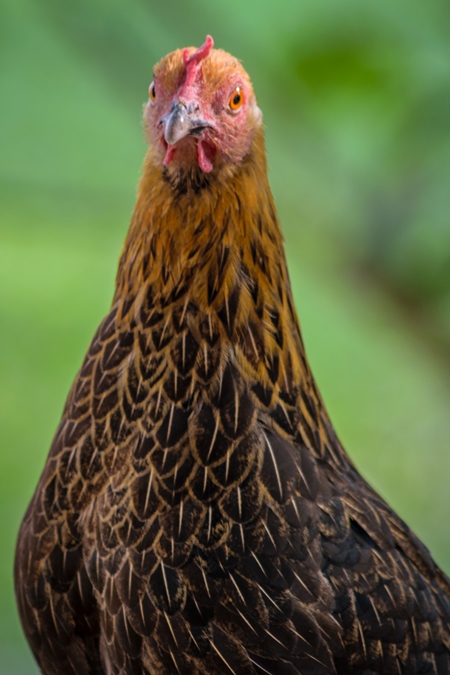 Free range brown chicken in a rural village in Bihar in India with green field background