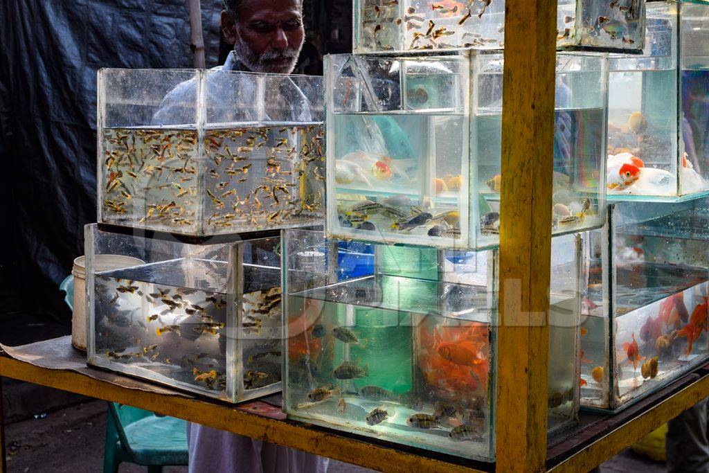 Aquarium fish on sale in tanks at Galiff Street pet market, Kolkata, India, 2022