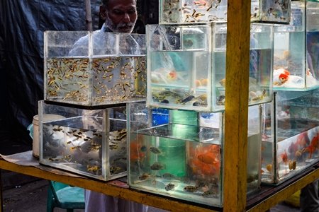 Aquarium fish on sale in tanks at Galiff Street pet market, Kolkata, India, 2022