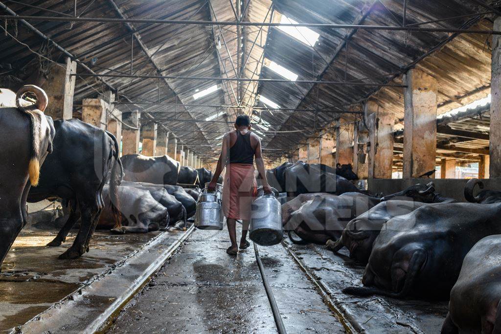 A woker carries milk cans or pails in a concrete shed on an urban dairy farm or tabela, Aarey milk colony, Mumbai, India, 2023
