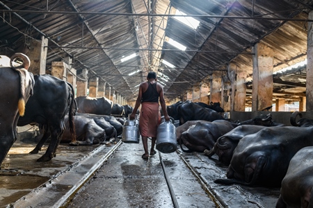 A woker carries milk cans or pails in a concrete shed on an urban dairy farm or tabela, Aarey milk colony, Mumbai, India, 2023