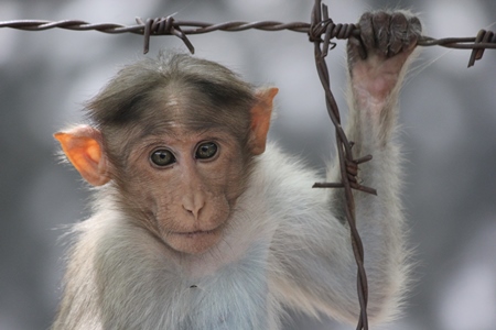 Macaque monkey hanging on barbed wire