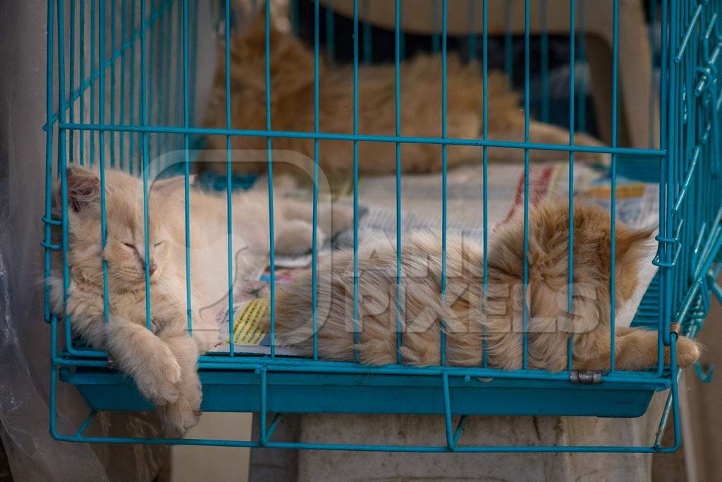 Pedigree persian breed cats in cage on sale as pets at Crawford pet market in Mumbai