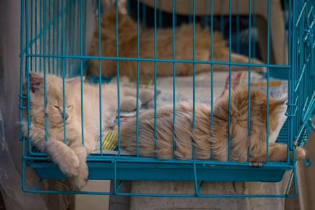 Pedigree persian breed cats in cage on sale as pets at Crawford pet market in Mumbai