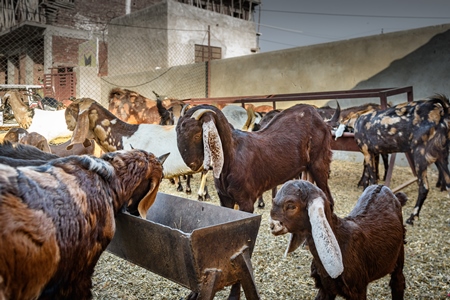 Farmed Indian goats on small goat farm outside Ajmer, Rajasthan, India, 2022