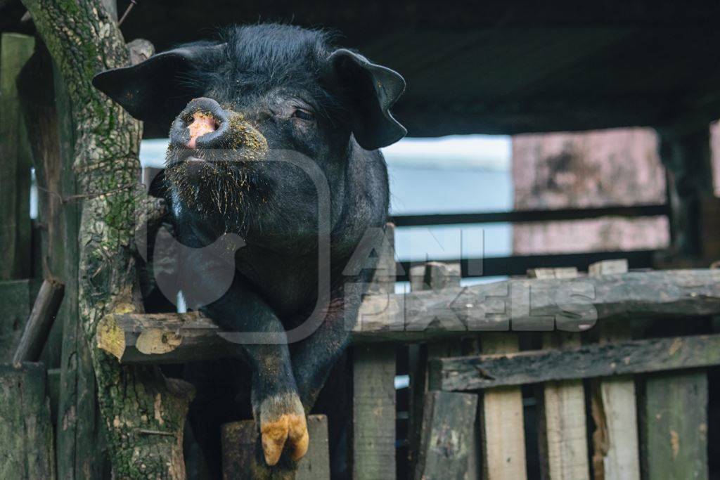 Farmed pig in a wooden pig pen in Nagaland in Northeast India