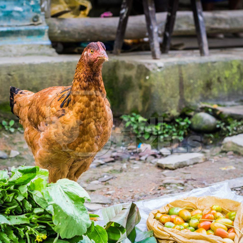 Orange hen in a rural village