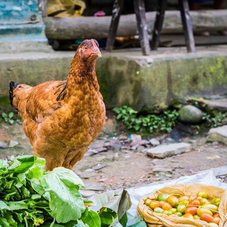 Orange hen in a rural village