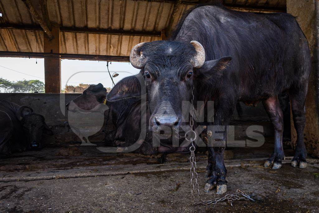 Male Indian buffalo kept for stud on an urban dairy farm or tabela, Aarey milk colony, Mumbai, India, 2023