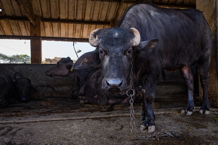 Male Indian buffalo kept for stud on an urban dairy farm or tabela, Aarey milk colony, Mumbai, India, 2023