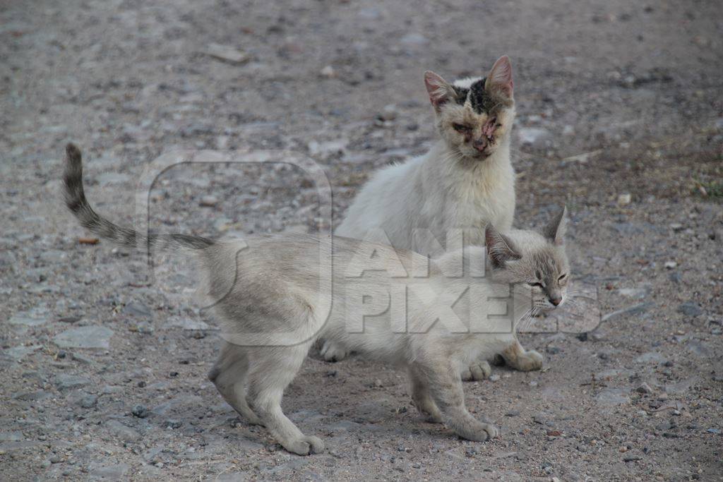 Two street cats together on grey street