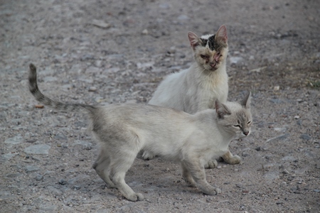 Two street cats together on grey street