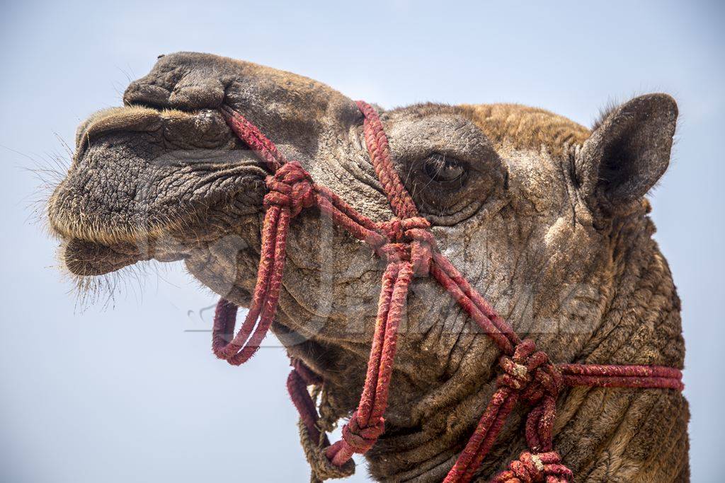 Close up of head of camel in harness