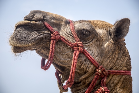 Close up of head of camel in harness