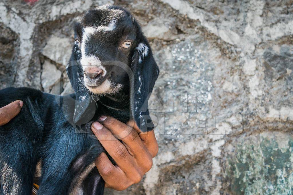 Man holding smal cute black and white baby goat with grey background