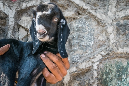 Man holding smal cute black and white baby goat with grey background