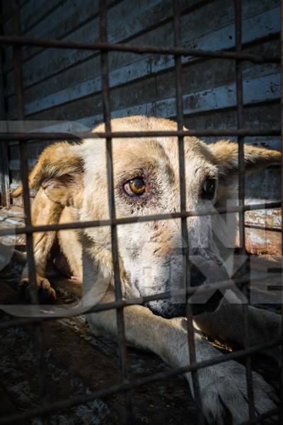 Street dog in van caught for animal birth control sterilisation operation