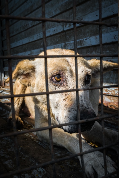 Street dog in van caught for animal birth control sterilisation operation