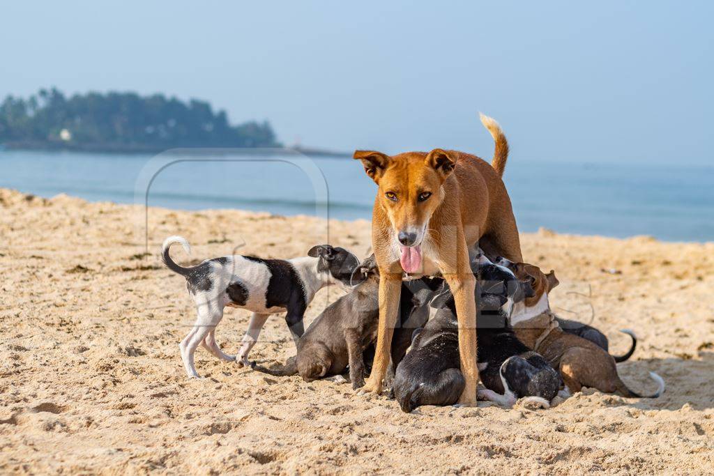 Mother Indian stray street dog with litter of puppies suckling on a beach in Maharashtra, India