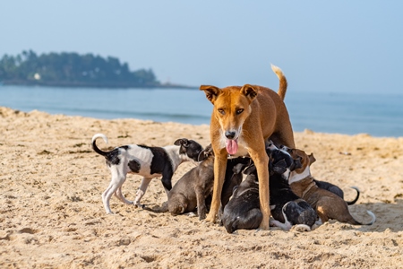 Mother Indian stray street dog with litter of puppies suckling on a beach in Maharashtra, India