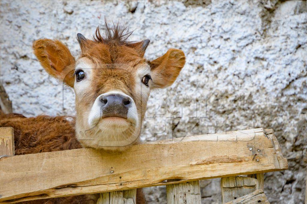 Orange Indian cow with horns in a wooden pen on a rural dairy farm in Ladakh in the HImalaya mountains in India