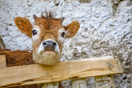 Orange Indian cow with horns in a wooden pen on a rural dairy farm in Ladakh in the HImalaya mountains in India