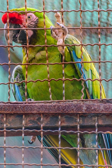 Green macaw parrot behind bars in captivity at Byculla zoo