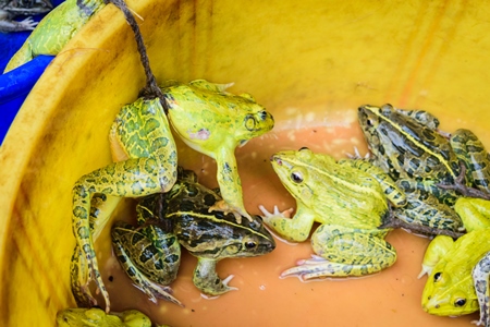 Frogs in bowls on sale at an exotic market