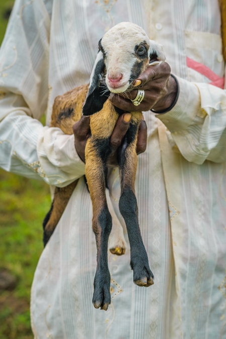 Farmer holding lambs with his herd of sheep in a field in rural countryside