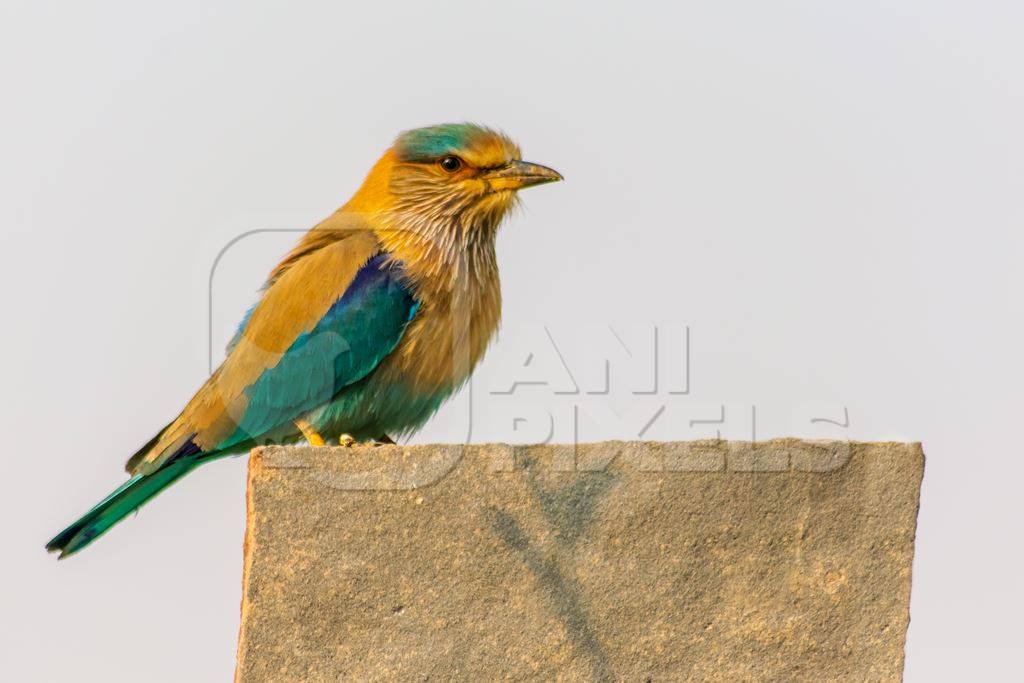 Indian roller bird sitting on a post with blue sky background in the rural countryside of the Bishnoi villages in Rajasthan in India