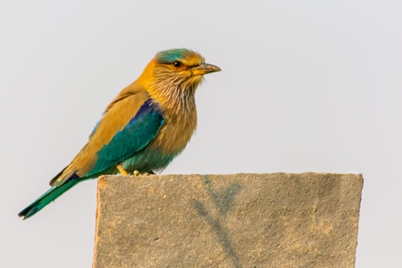 Indian roller bird sitting on a post with blue sky background in the rural countryside of the Bishnoi villages in Rajasthan in India