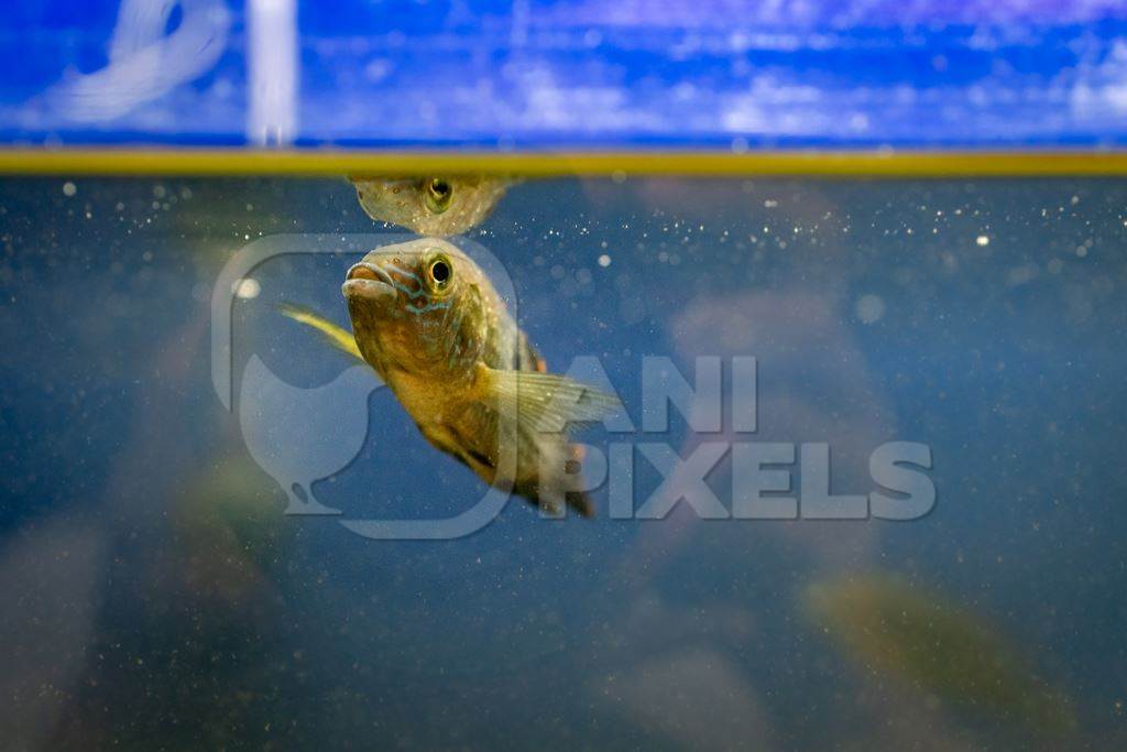 Yellow fish swimming in a dirty tank at an underwater fish tunnel expo aquarium in Pune, Maharashtra, India, 2024
