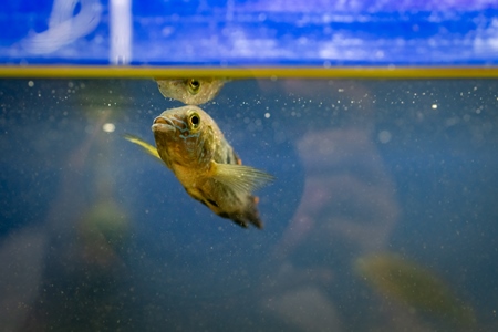 Yellow fish swimming in a dirty tank at an underwater fish tunnel expo aquarium in Pune, Maharashtra, India, 2024