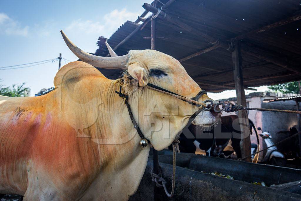 Large humped bull or bullock with coloured powdertied up with rope in nose