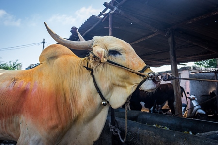 Large humped bull or bullock with coloured powdertied up with rope in nose